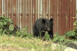 Beruang Menyerang Orang Berantem Sama Singa Di Jepang