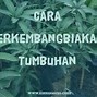 Contoh Tumbuhan Yang Berkembang Biak Dengan Stolon